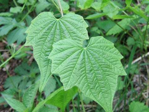 20  Seeds Dioscorea nipponica Seeds