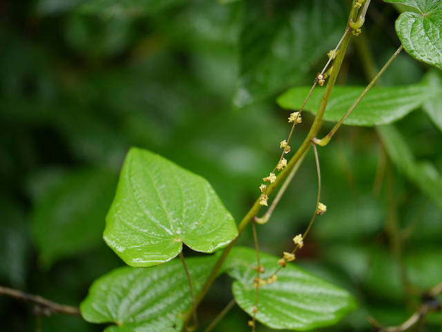 25 Seeds Dioscorea deltoidea, Tamus nepalensis, Dioscorea nepalensis, Nepal Yam