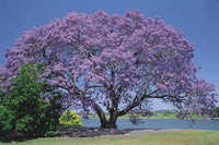 200 Jacaranda mimosifolia ,Brazilian rose wood, jacaranda, mimosa-leaved jacaranda