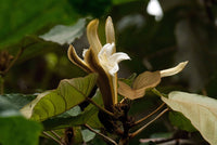 100  Seeds Pterospermum acerifolium. Dinnerplate Tree, Kanak Champa