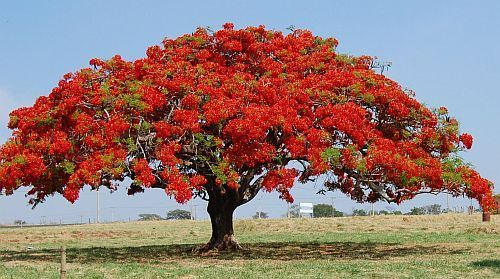 25 Seeds Delonix regia , Flame Tree, Royal Poinciana, Flamboyant Tree