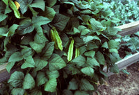 100  Psophocarpus tetragonolobus Seeds, winged bean, Dragon bean Seeds