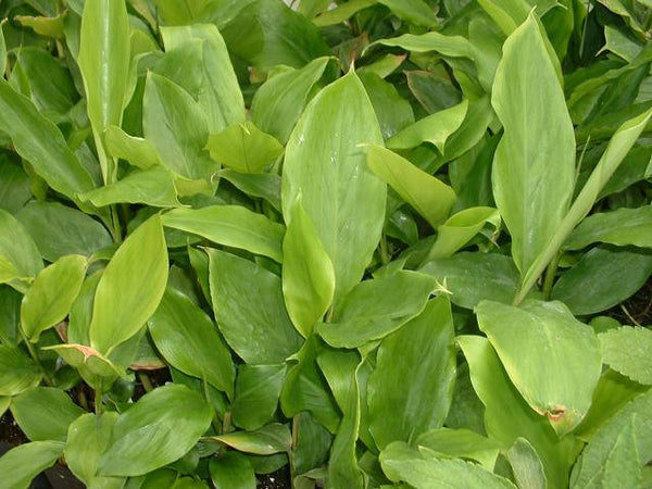 100 Elettaria cardamomum Seeds, green cardamom Seeds ,  true cardamom Seeds,