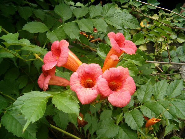 50 Campsis radicans Seeds, Trumpet vine Seeds