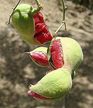 50 Pithecellobium dulce, Inga dulcis   Tree  Seeds,  Manilla Tamarind, Sweet Tamarind Seeds, Pithecellobium guatemalensis