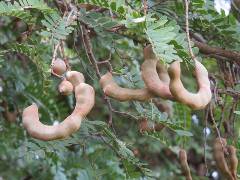 50   Tamarindus indica Seeds , Indian date, madeira mahogany, tamarind tree