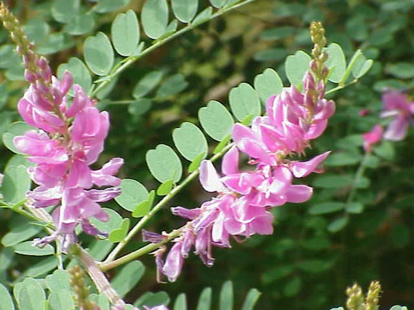 100 Indigofera tinctoria Seeds, Indigo Dye Plant Seeds, True indigo Seeds