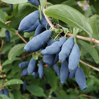 100 Seeds Lonicera caerulea, Honeyberry, Honeysuckle Seeds ,Black Bear Fruit Seeds,