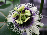 200 Passiflora edulis Seeds, Purple Passion Fruit, Granadilla Seeds