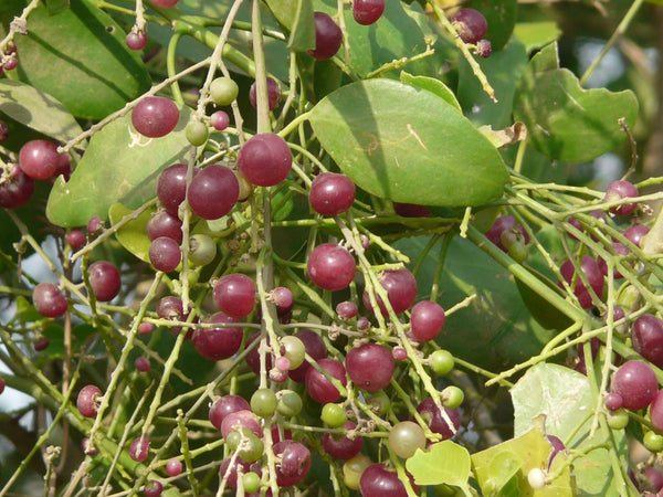 100 Salvadora persica Seeds, Toothbrush Tree, Mustard tree, Salt brush tree Seeds