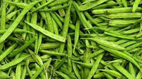 200 Cyamopsis tetragonolobus, Guar Gum Seeds , cluster bean Seeds - Seeds And Smiles - Buy Top Quality Seeds With Free Worldwide Shipping