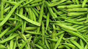 200 Cyamopsis tetragonolobus, Guar Gum Seeds , cluster bean Seeds