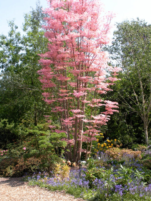 200  Seeds Toona sinensis, Chinese Toon. Red Toon Seeds.Chinese mahogany,