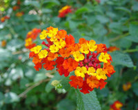 100 Seeds Lantana camara, Spanish Flag , West Indian Lantana , Lava Seeds