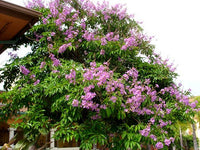 100 Seeds  Lagerstroemia flos reginae, Queens Crape Myrtle, Queens flower, Pride of India,