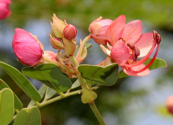 50 Cassia roxburghii Seeds ,Ceylon Senna, Red Cassia Seeds