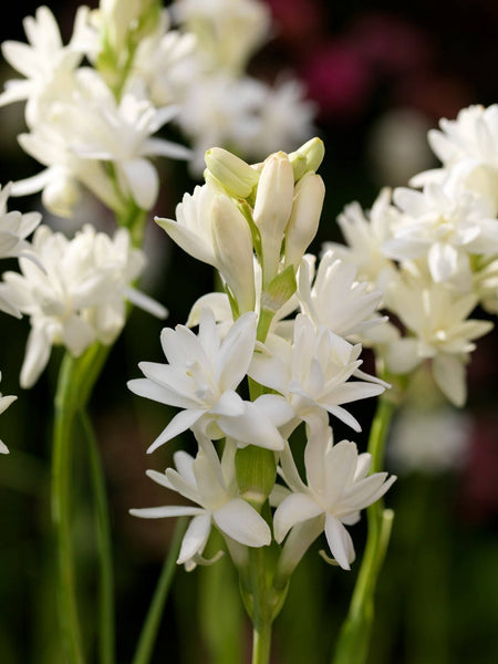 3 Polianthes tuberosa, Double Flowering Tuberose, Rajanigandha Bulbs