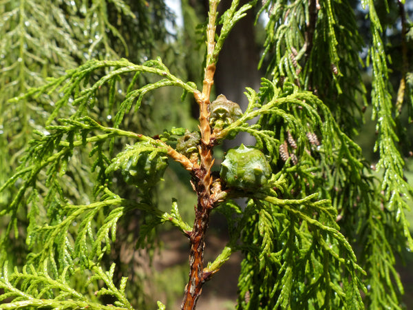 200 Seeds Cupressus torulosa, Himalayan Cypress, Bhutan Cypress