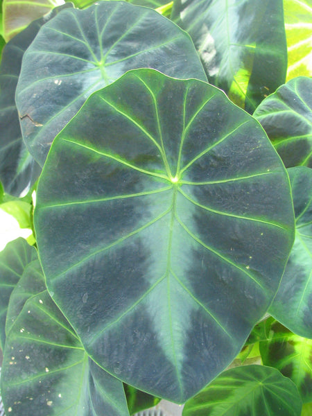 2 Colocasia affinis jenningsii  Bulbs, Dwarf elephant's ear, var. jenningsii Dwarf elephant's ear