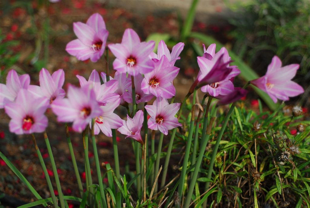10 Zephyranthes robusta .Pink fairy lily or Pink rain lily Bulbs. Rainlily Bulbs. Habranthus robustus