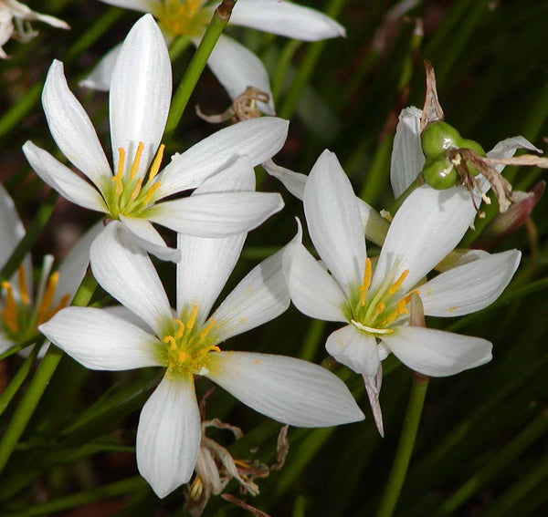 15  Zephyranthes candidaBulbs,  Fairy Lily Bulbs , Zephyr Lily, Rain Lily White Bulbs . Amaryllis candida