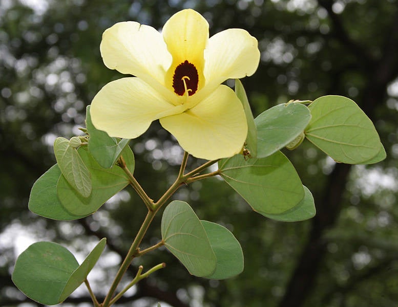 50 Bauhinia tomentosa  Seeds  , Yellow Orchid Tree  Seeds