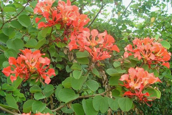 10 Pride of De Kaap Seeds , Bauhinia galpinii Tree Seeds