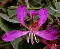 50 Bauhinia purpurea Seeds, Butterfly tree, Pink butterfly tree, Purple bauhinia, Purple butterfly tree, Purple orchid