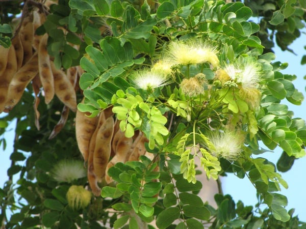 100 Seeds Albizia lebbeck,  East Indian walnut Seeds