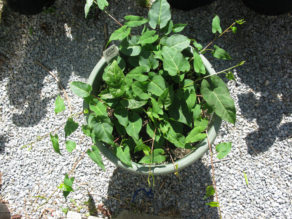 50 Seeds Polygonum Multiflorum Fo-ti. ( Ho Shou Wu ). fleeceflower vine Seeds.