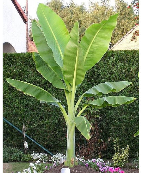 20  Seeds Ensete glaucum , Snow Banana seeds , Banana Seeds