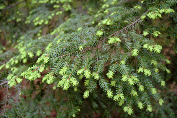 25 Tsuga canadensis Seeds, Eastern hemlock Seeds