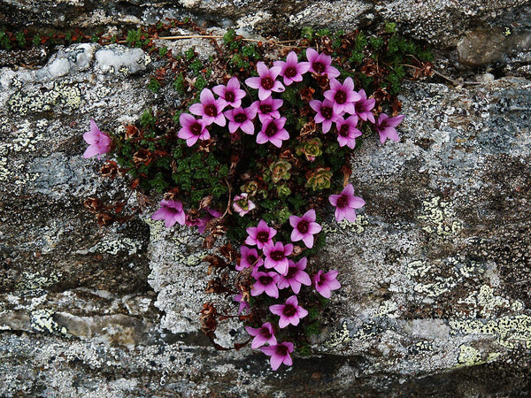 25  Saxifraga oppositifolia Seeds, purple saxifrage, purple mountain saxifrage