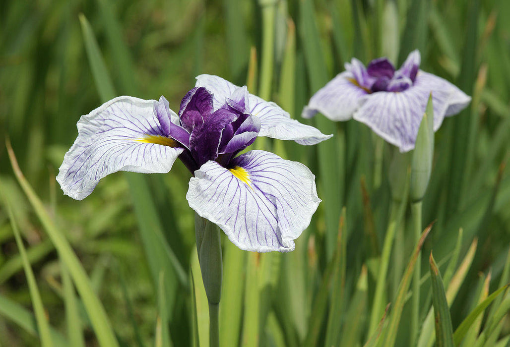 25 Seeds Iris ensata  ,Japanese Water Iris Seeds