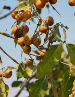 20   Diospyros melanoxylon, Seeds  East Indian Ebony , Coromandel Ebony Seeds