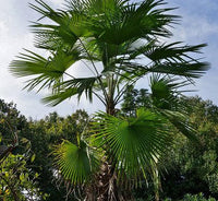 20  Trachycarpus latisectus, Windermere Palm Seeds,