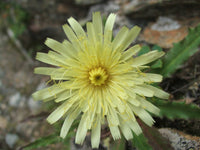 25  Hieracium intybaceum Seeds, LARGE FLOWERED HAWKWEED