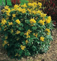 25 Mahonia aquifolium Seeds, Oregon Grape Seeds