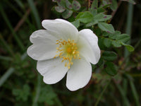 20 Saxifraga podophyllum Seeds