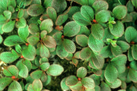 10 Arctostaphylos alpina Seeds, alpine bearberry, mountain bearberry,