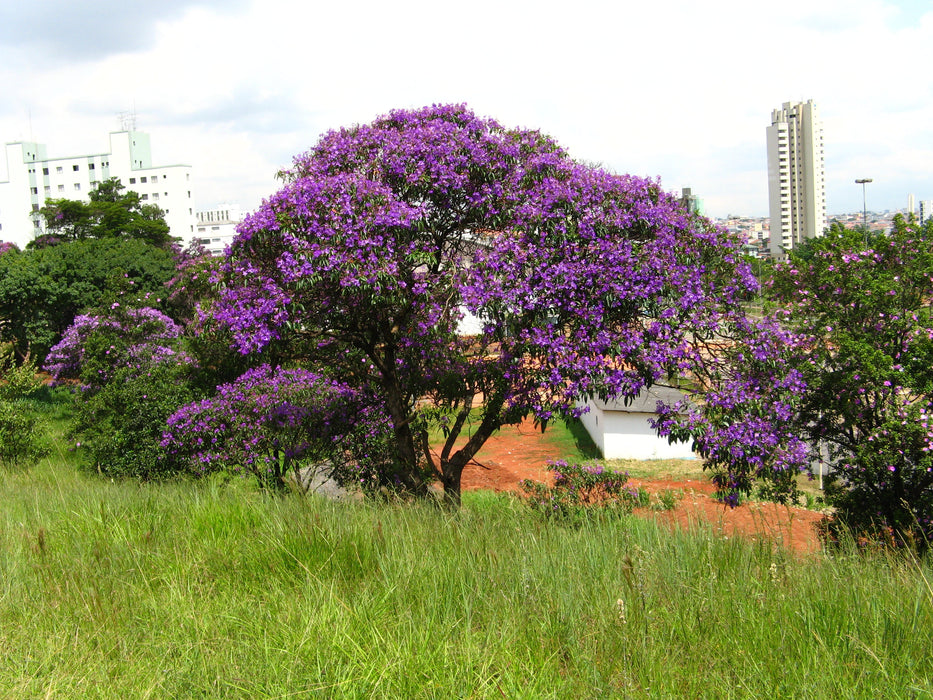 200  Tibouchina granulosa Seeds, Glory tree, Purple Spray Tree