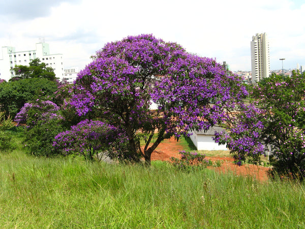 200  Tibouchina granulosa Seeds, Glory tree, Purple Spray Tree - Seeds And Smiles - Buy Top Quality Seeds With Free Worldwide Shipping