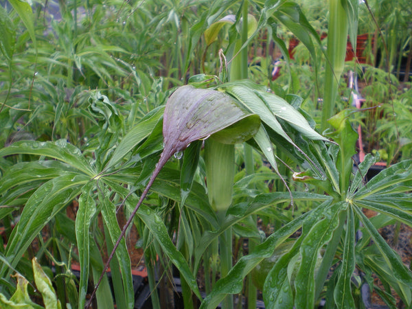 25 Arisaema sauromatum Seeds