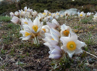 20 Pulsatilla vernalis Seeds, Spring Pasque Flower