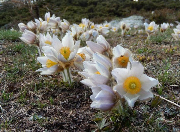 20 Pulsatilla vernalis Seeds, Spring Pasque Flower