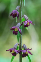 20 Epipactis atrorubens Seeds, Dark red Helleborine , Royal Helleborine Seeds