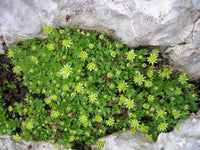 20 Saxifraga aphylla Seeds, Saxifraga Seeds