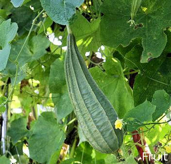 100 Seeds Luffa acutangula, Ribbed Sponge Gourd, angled loofah, Chinese okra,