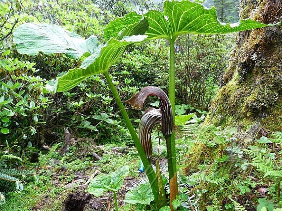 25  Seeds Arisaema wallichianum , Arisaema propinquum ,Wallich's Cobra Lily