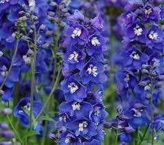 25 Delphinium elatum Seeds, alpine delphinium or candle larkspur